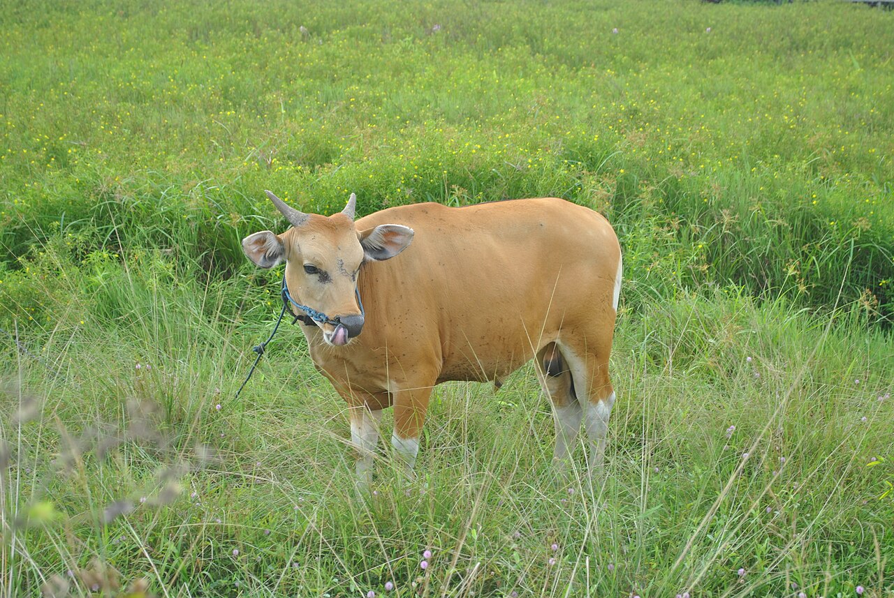 Illustration: Bali cattle. Photo: Cellocotak/Wikimedia Commons (CC BY-SA 4.0)